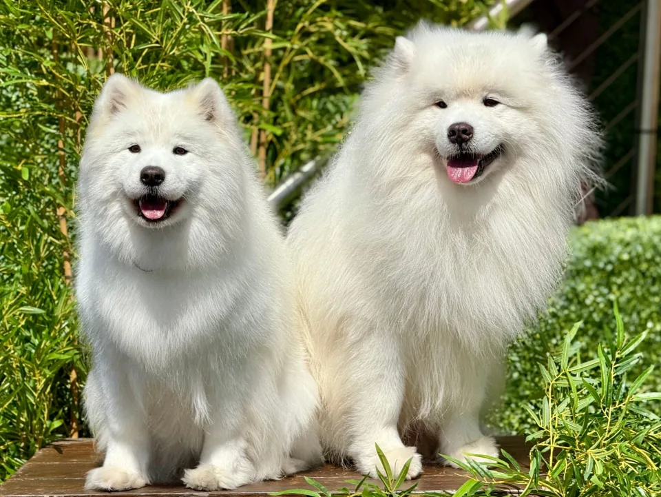 Hình ảnh tại Dc Pet House 4