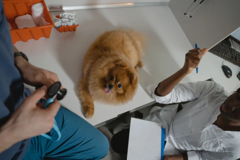 Hình ảnh tại Dc Pet House 6