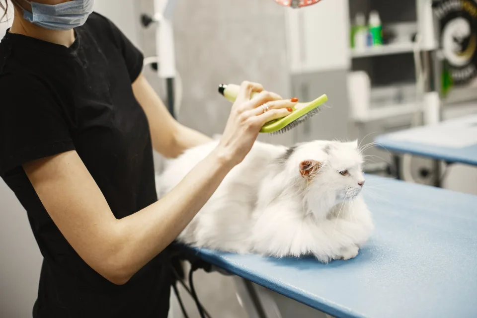 Hình ảnh tại Dc Pet House 3